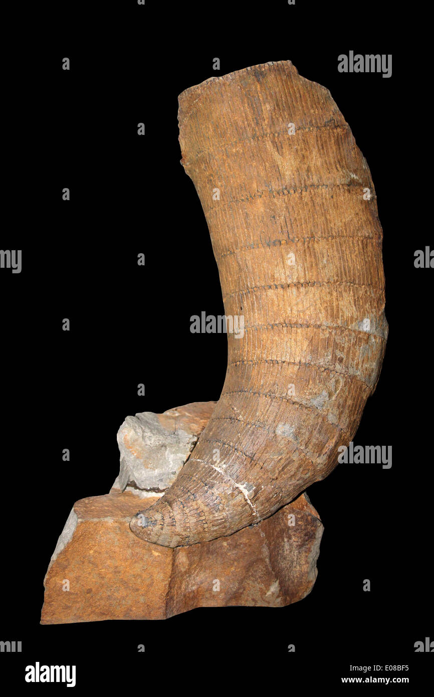Stem of A Sphenopsid (Horsetail) Calamites suckowii Westphalian, Upper Carboniferous, Lancashire, UK Stock Photo