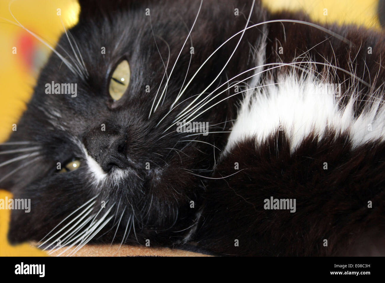 Black and white cat lying on the floor hi-res stock photography and ...