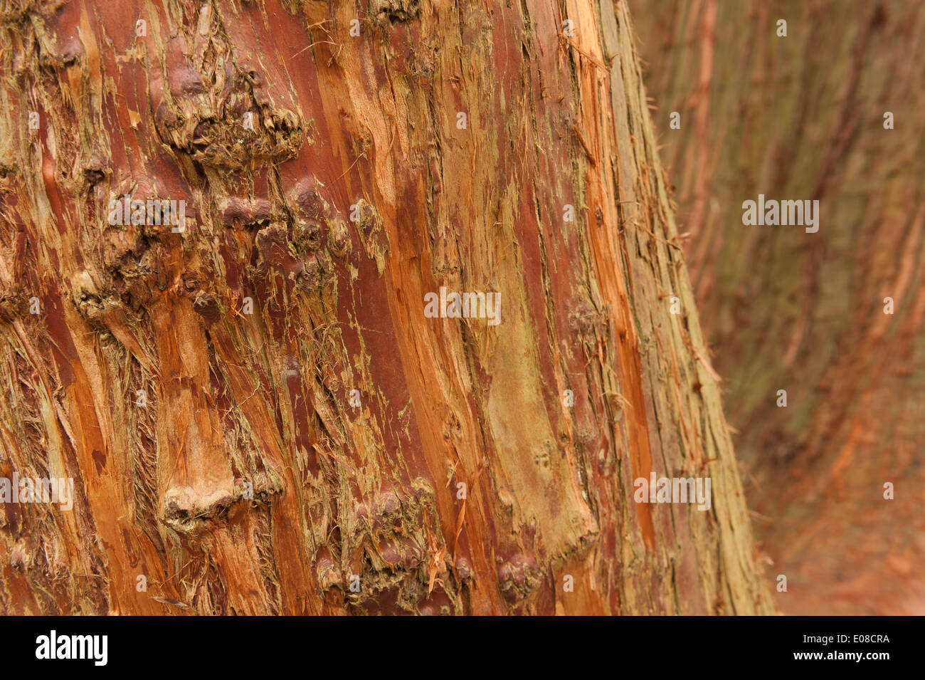 Flaky soft rich orange brown reddish pink fibrous bark on trunk of Cupressus japonica Japanese cedar peels in vertical strips Stock Photo