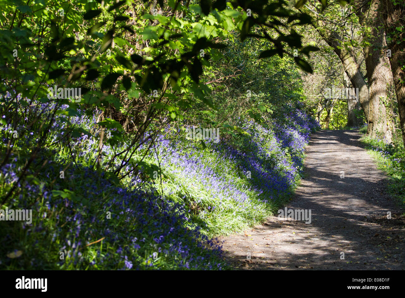 Path and shadows of branches hi-res stock photography and images - Alamy