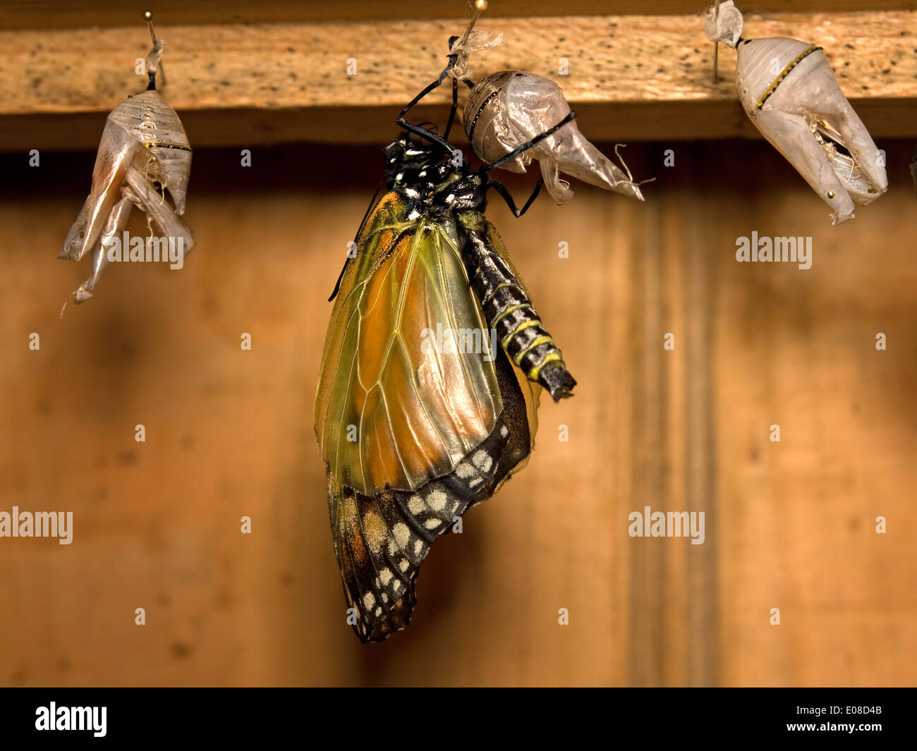 Horizontal picture of monarch butterfly, Danaus plexippus, eclosing from a chrysalis. Stock Photo