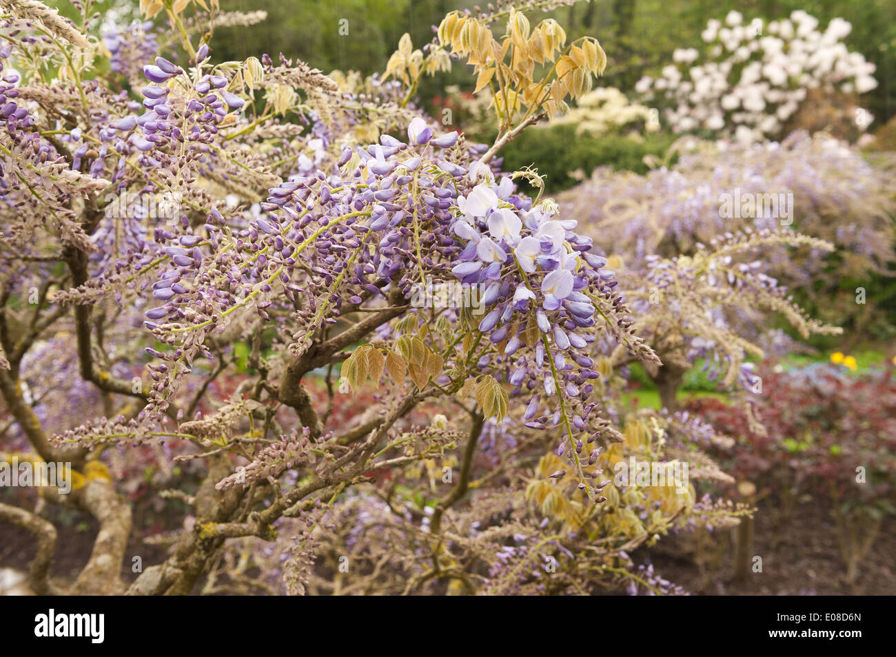Purple wisteria trained to become a free standing tree with gnarled twisted branches and mass of twined stems Stock Photo
