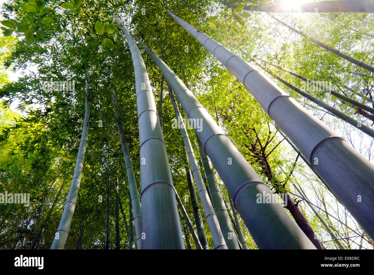 In a sunny bamboo forest Stock Photo