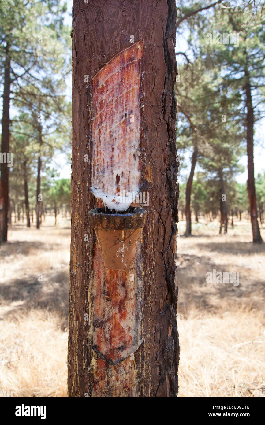 Resin gum tree hires stock photography and images Alamy