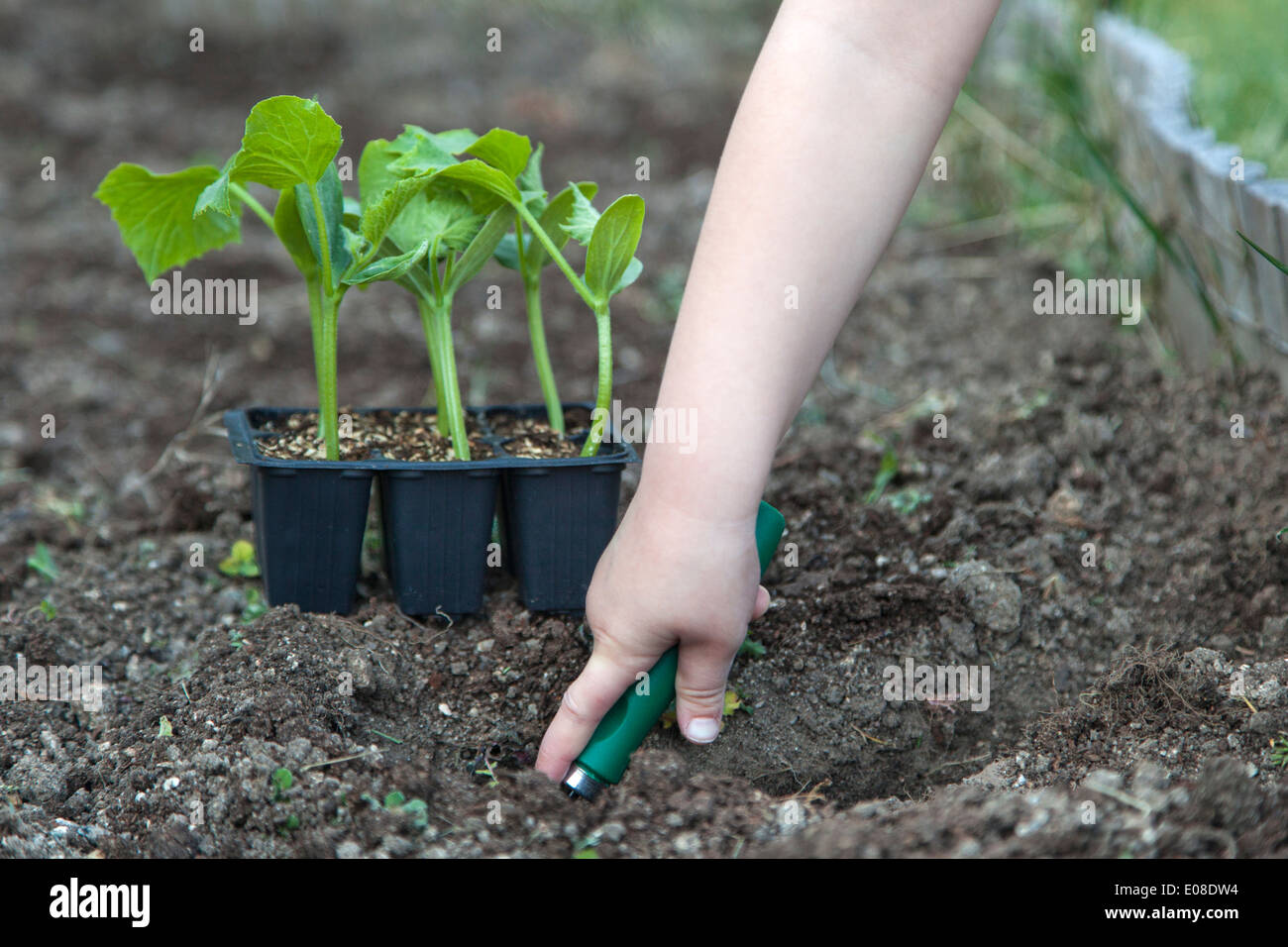 A kids hand gardening in a vegetable patch Stock Photo