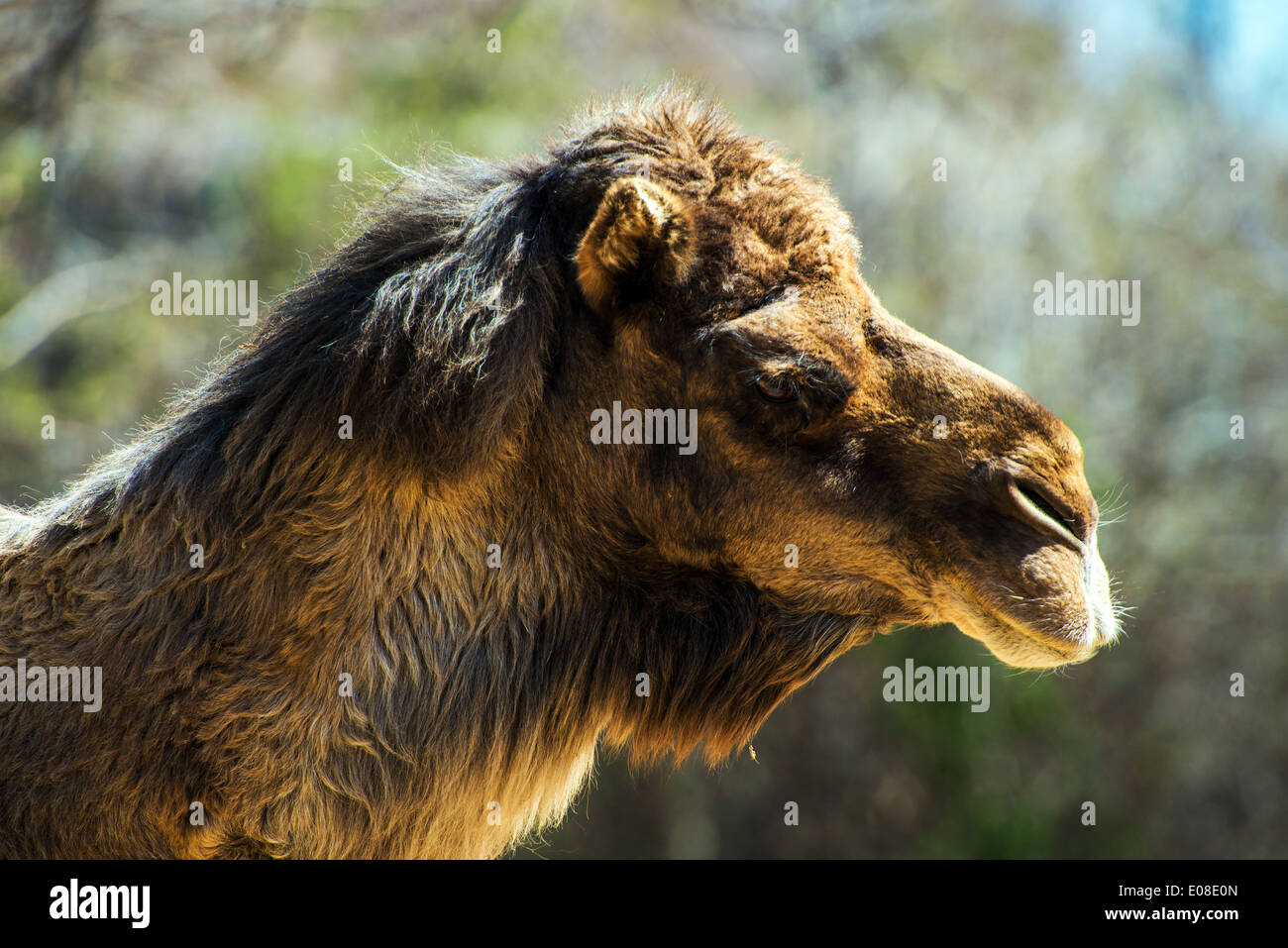 Bactrian Camel Native to the Steppes of Central Asia. Head Closeup. Camelus Bactrianus. Stock Photo