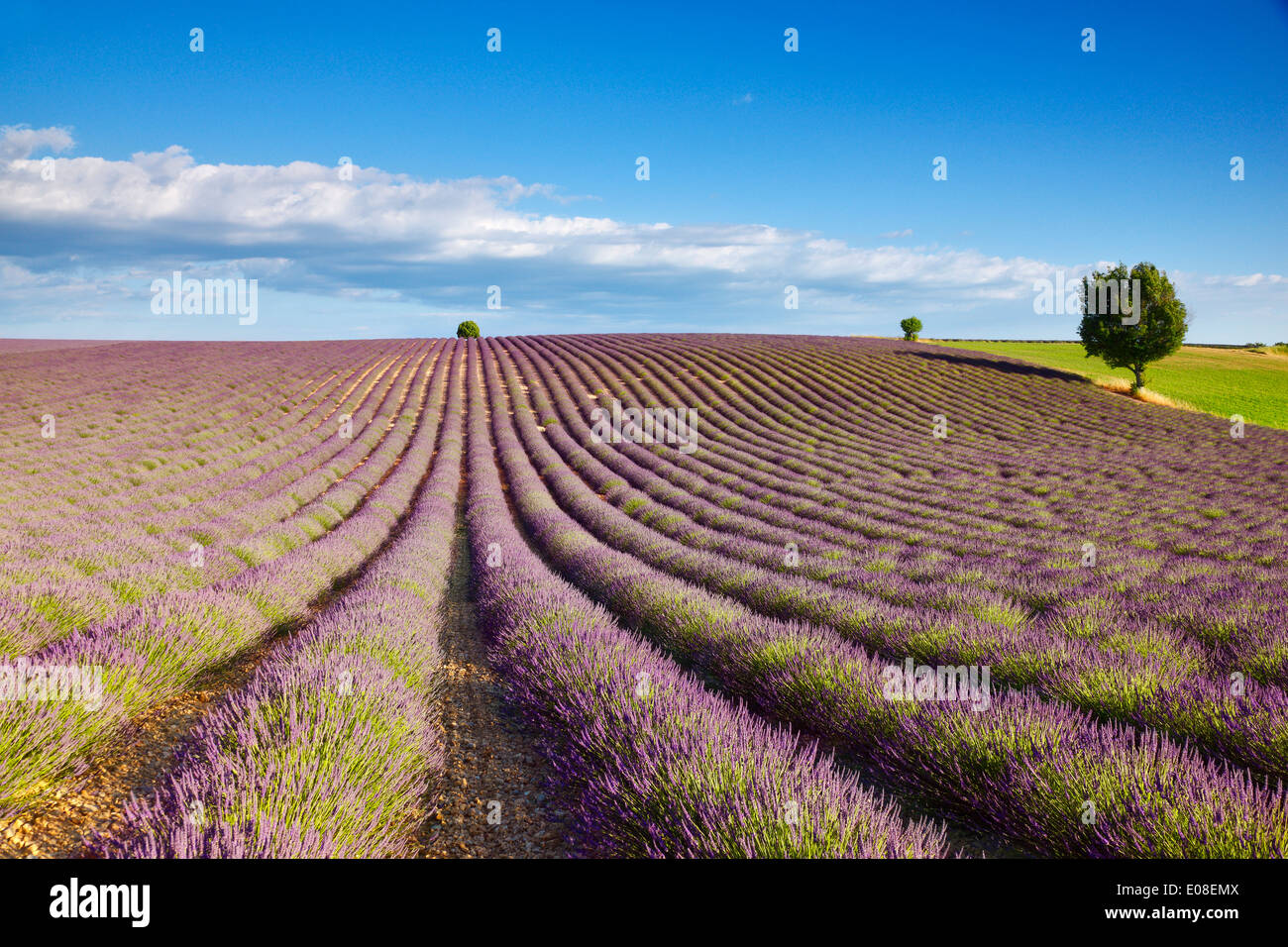 Lavender field in France, Provence Stock Photo