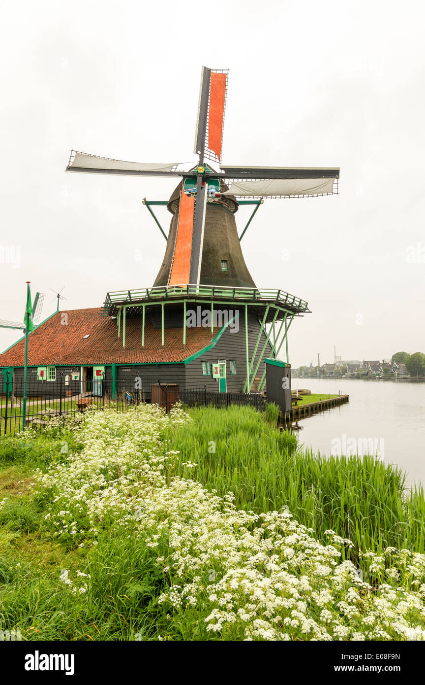 WINDMILL AT ZAANSE SCHANS WITH ORANGE SAILS AND WATER HEMLOCK FLOWERS ALONG THE CANAL IN SPRINGTIME NETHERLANDS Stock Photo