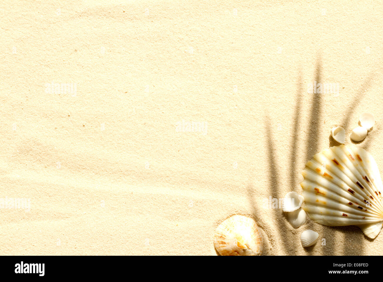 Sandy beach with palm and shells abstract background concept Stock Photo