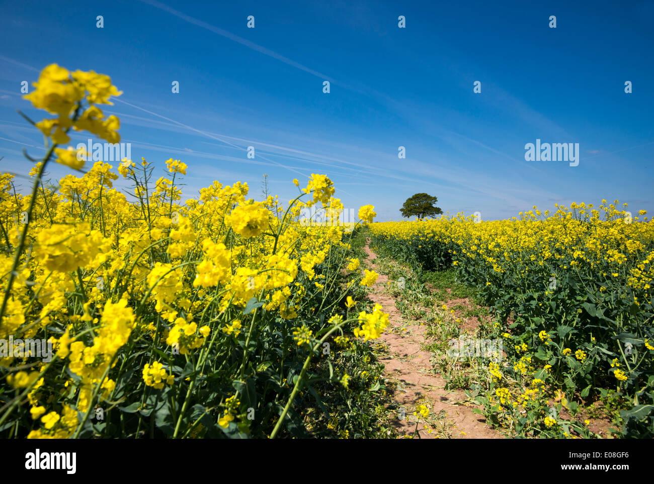 A lone tree in a bright yellow field of Rapeseed, Tollerton