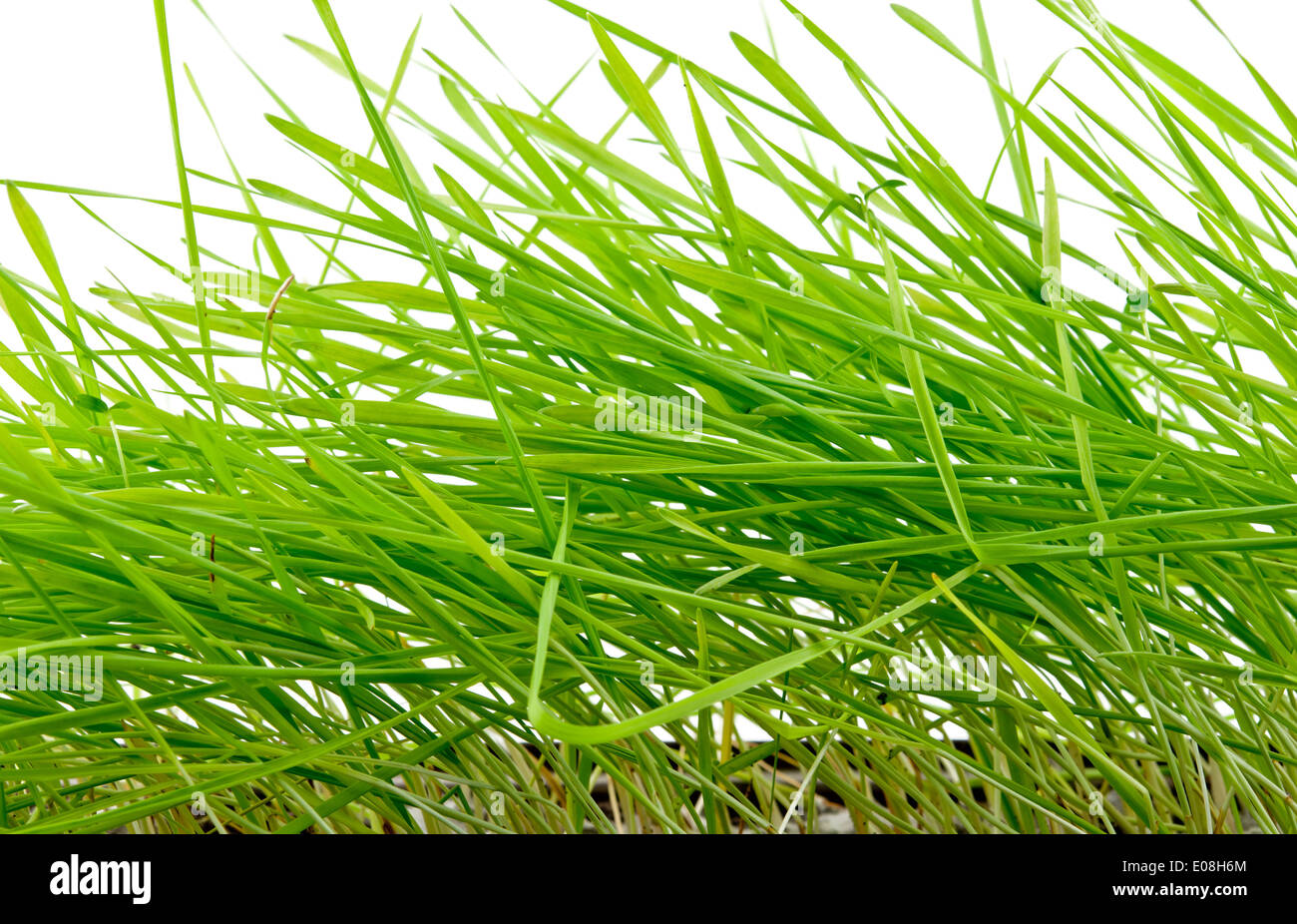 green grass isolated on white background Stock Photo