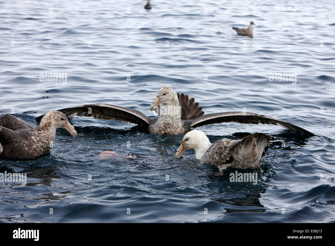 flock of southern giant petrels one showing sealmaster aggressive feeding posture in port lockroy Antarctica Stock Photo