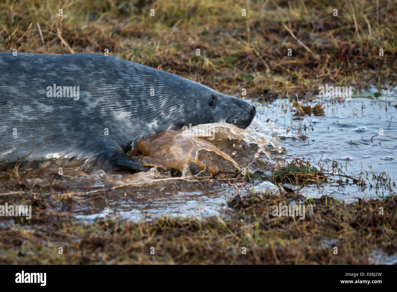Grey Seal - Halichoerus grypus (Meaning Hooked-nosed sea pig). This image was taken at Donna Nook, Lincolnshire, UK Stock Photo