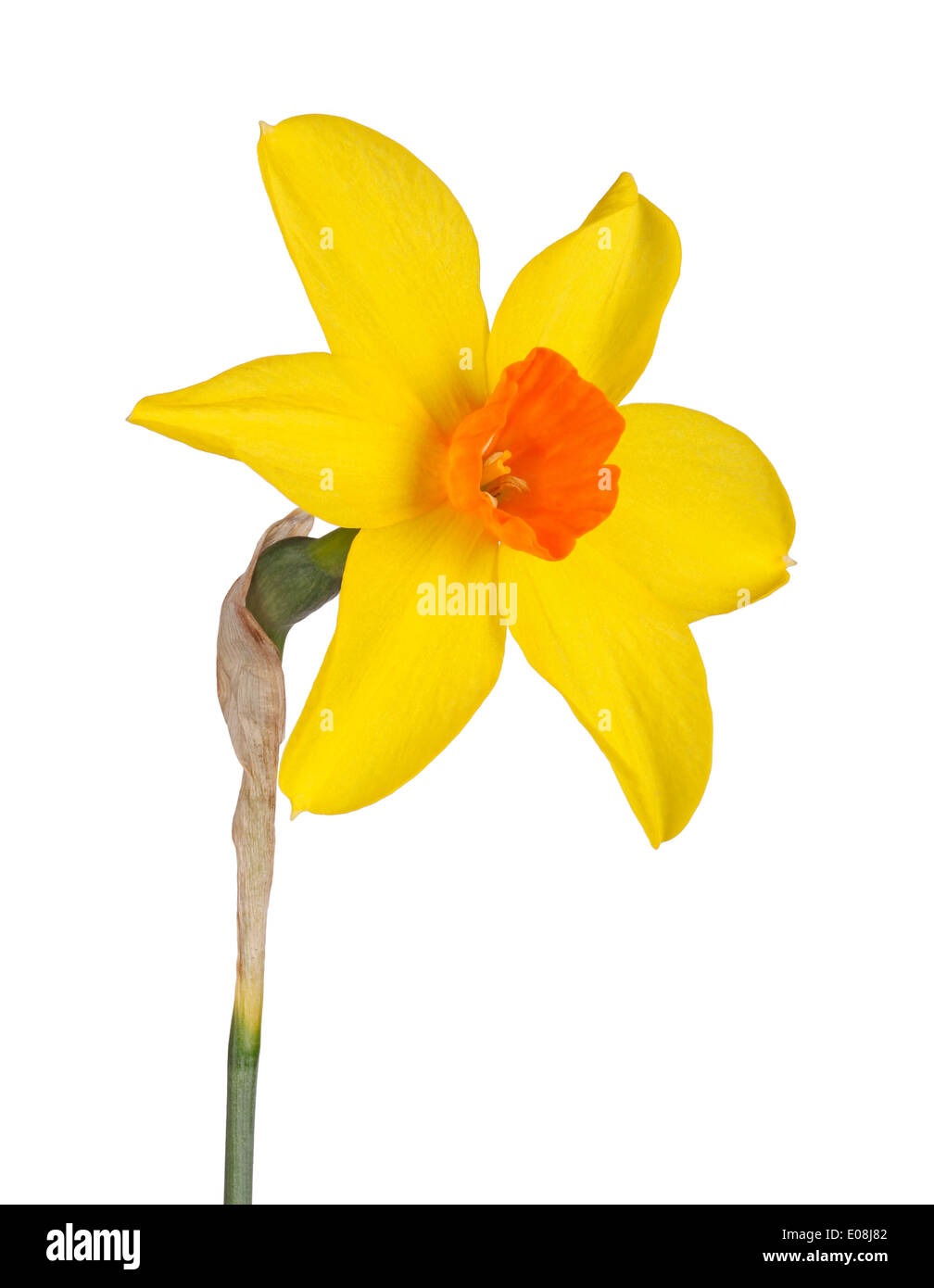 Single flower and stem of the yellow and red, small-cup daffodil cultivar Starbrook isolated against a white background Stock Photo