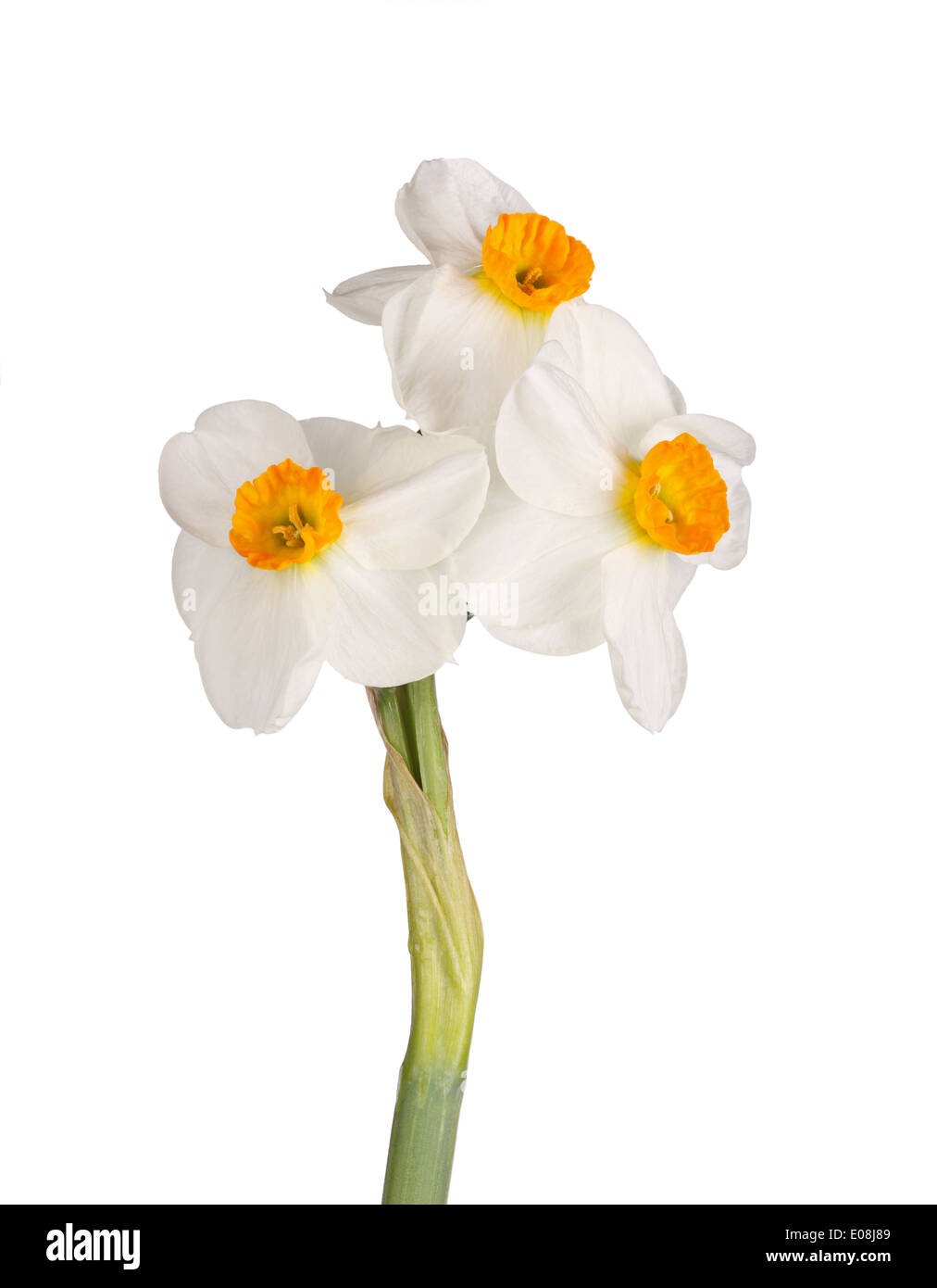 Three flowers of the orange-and-white tazetta daffodil cultivar Geranium isolated on a white background Stock Photo