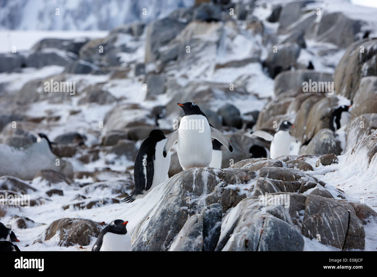 gentoo penguin on rocky landscape on port lockroy antarctica Stock Photo