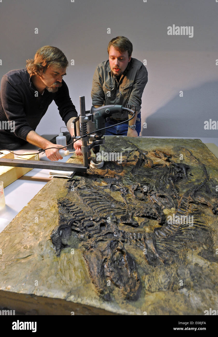 Freiberg, Germany. 06th May, 2014. Paleontologists Frederik Spindler (R) and Christen Shelton (L) take a bone sample from the world's only fossil of a Pantelosaurus, a Saxony Pelycosaurus from the Permian age, in Freiberg, Germany, 06 May 2014. Thin slices of bone have been taken to research its growth under the microscope. Photo: MATTHIAS HIEKEL/dpa/Alamy Live News Stock Photo