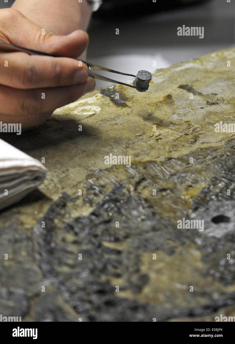 Freiberg, Germany. 06th May, 2014. Paleontologists take a bone sample from the world's only fossil of a Pantelosaurus, a Saxony Pelycosaurus from the Permian age, in Freiberg, Germany, 06 May 2014. Thin slices of bone have been taken to research its growth under the microscope. Photo: MATTHIAS HIEKEL/dpa/Alamy Live News Stock Photo