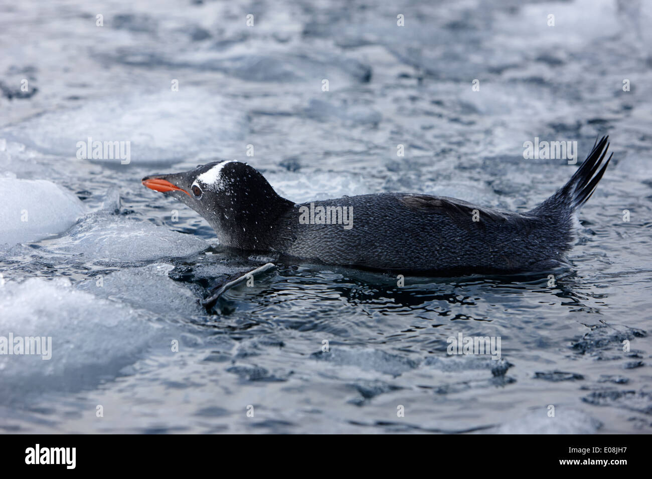 gentoo penguin swimming through brash ice on port lockroy antarctica Stock Photo