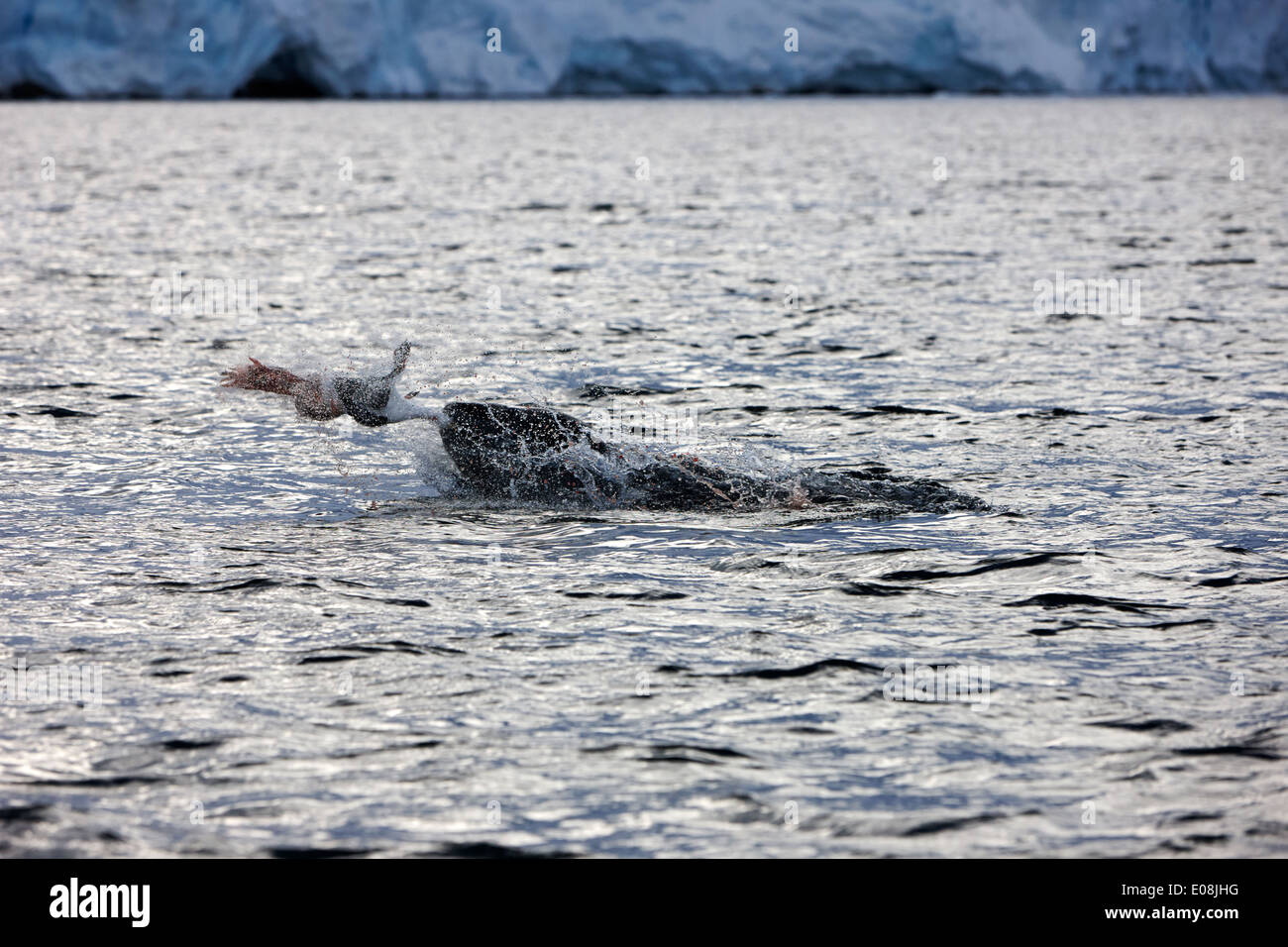leopard seal killing a penguin by swinging violently and smacking onto the surface of the water in port lockroy Antarctica Stock Photo