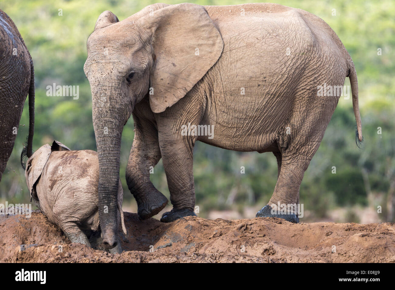 African elephants (Loxodonta africana), Addo Elephant National Park, Eastern Cape, South Africa, February 2014 Stock Photo