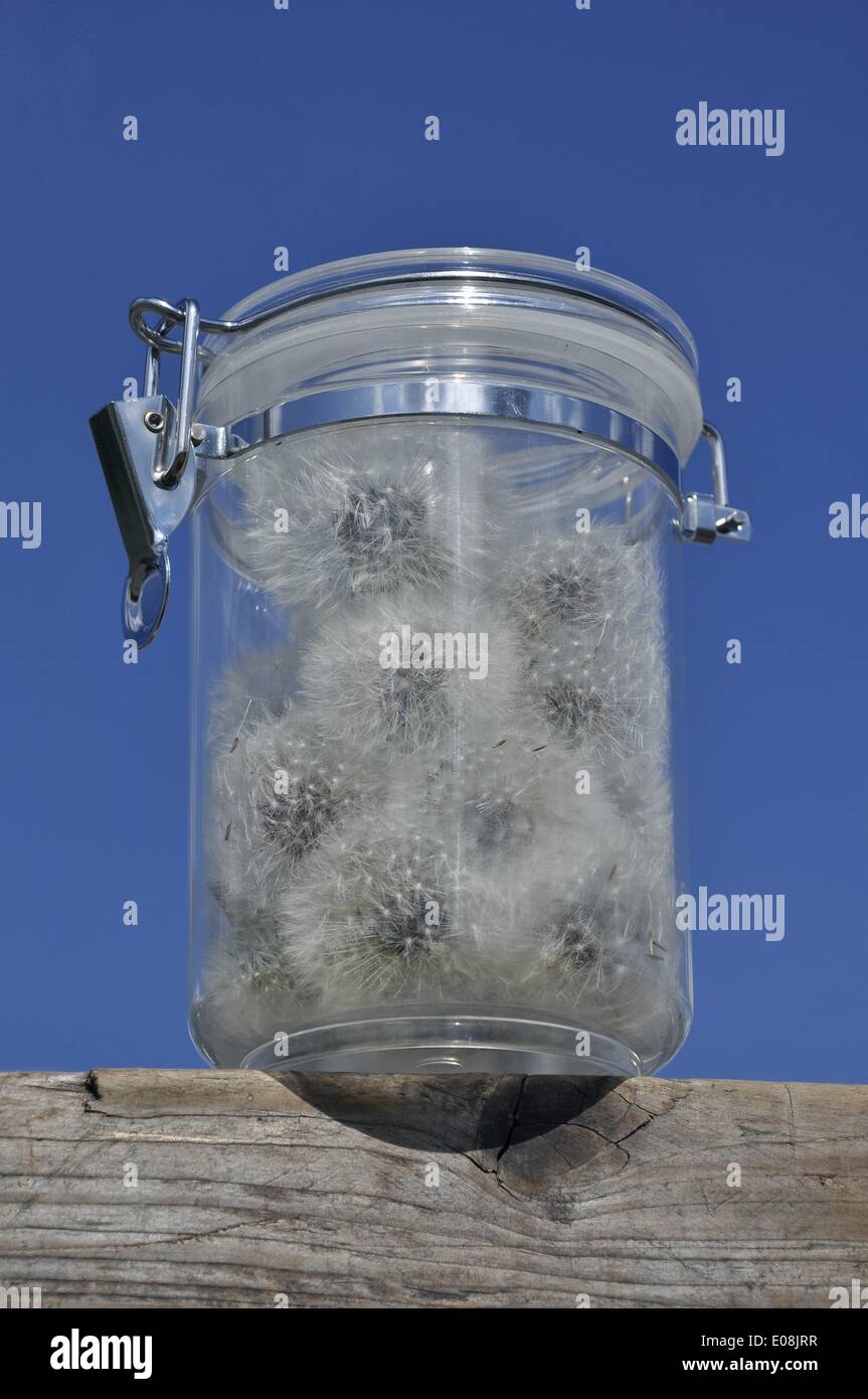 View of a preserving jar filled with dandelions in Germany, 09 May 2013. Fotoarchiv für Zeitgeschichte - NO WIRE SERVICE Stock Photo