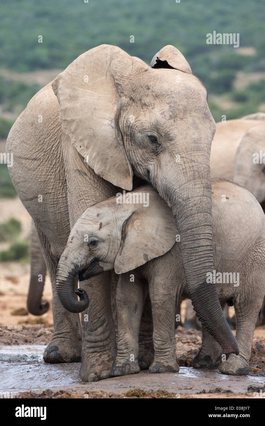 African elephants (Loxodonta africana), Addo Elephant national park, South Africa, February 2014 Stock Photo