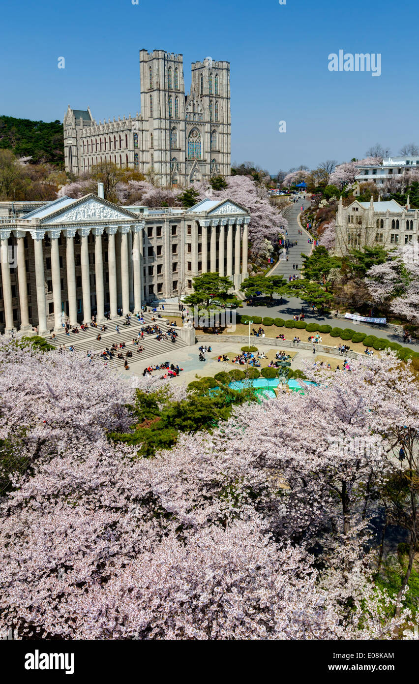 Students are walking at the campus which is lined with cherry trees of full blossoms in Kyung Hee University Stock Photo