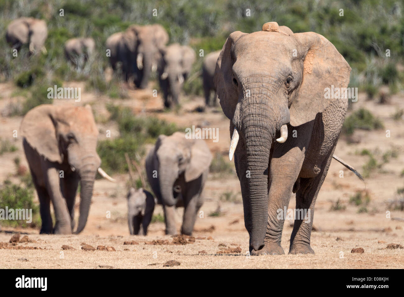 Elephant (Loxodonta africana) herd, one with radiocollar, Addo Elephant National Park, South Africa, February 2014 Stock Photo