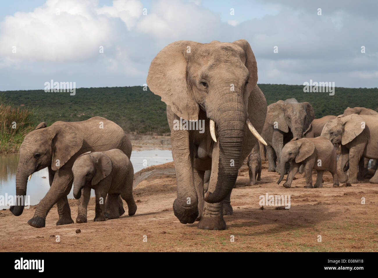 Elephants (Loxodonta africana), Addo Elephant National Park, South Africa, February 2014 Stock Photo