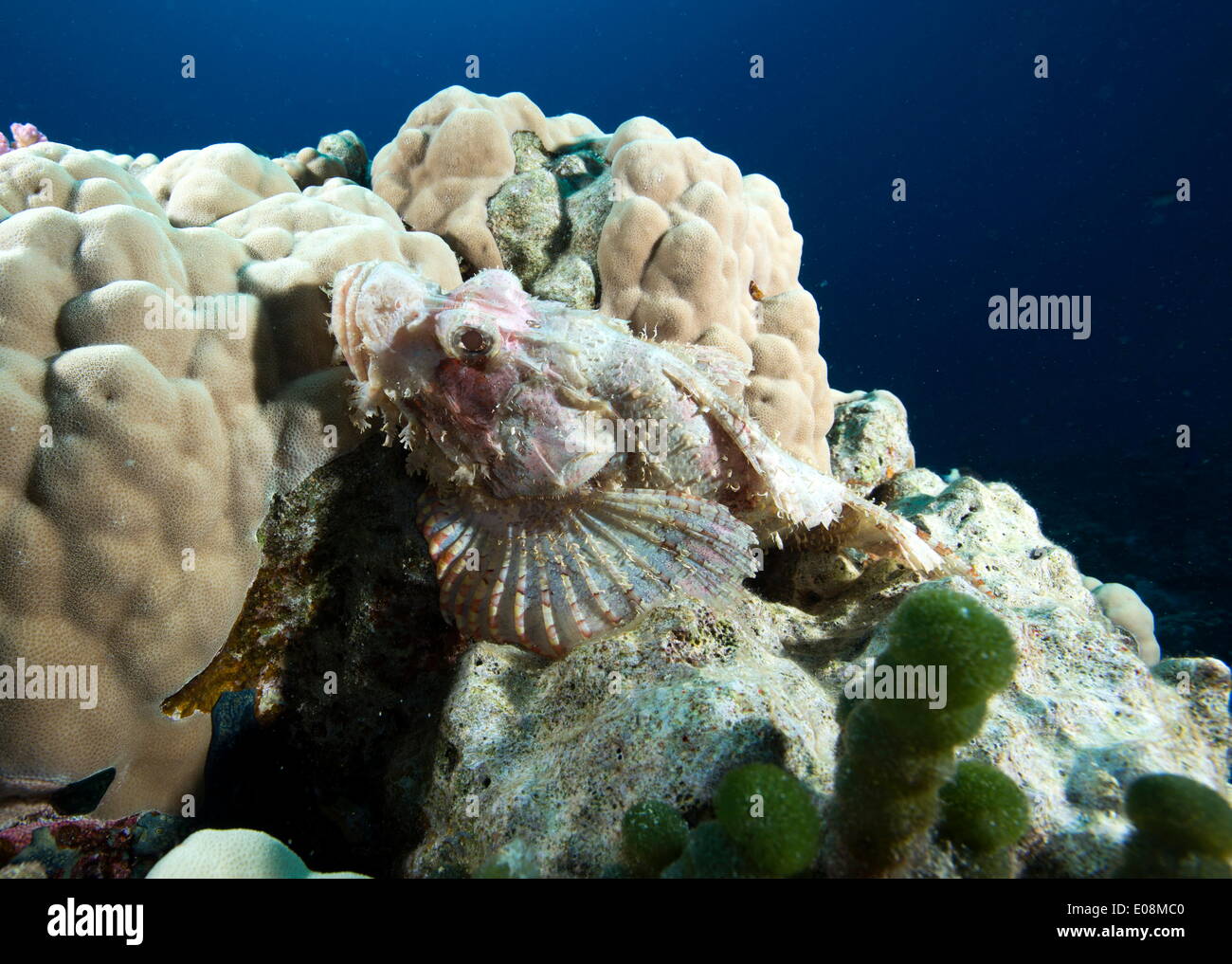 Small scale scorpionfish (Scorpaenopsis oxycephala) (Tassled scorpionfish) in the Red Sea, Marsa Alam, Egypt, North Africa, Africa Stock Photo