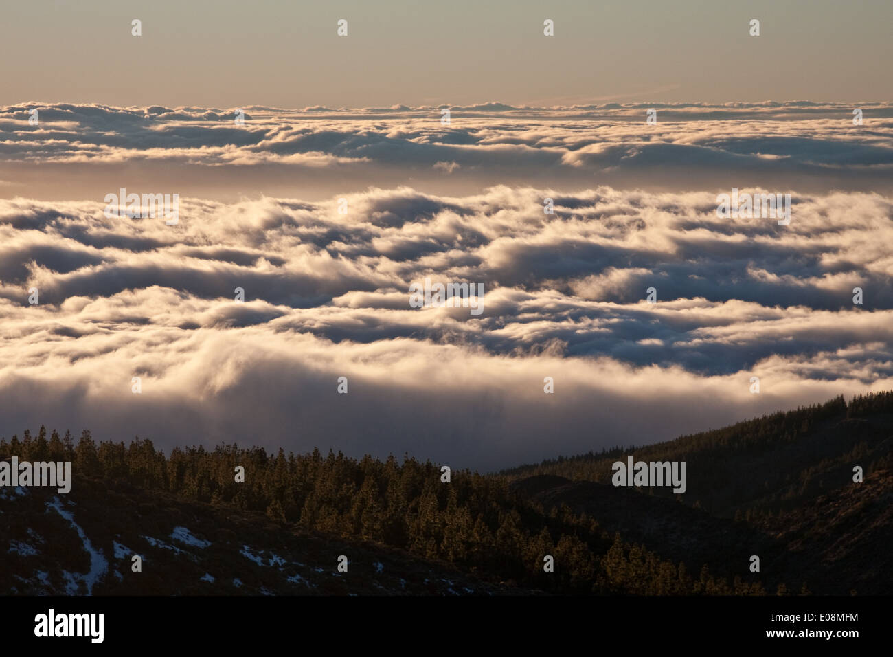 Cloud cover behind trees, Parque Nacional del Teide, Tenerife, Spain Stock Photo