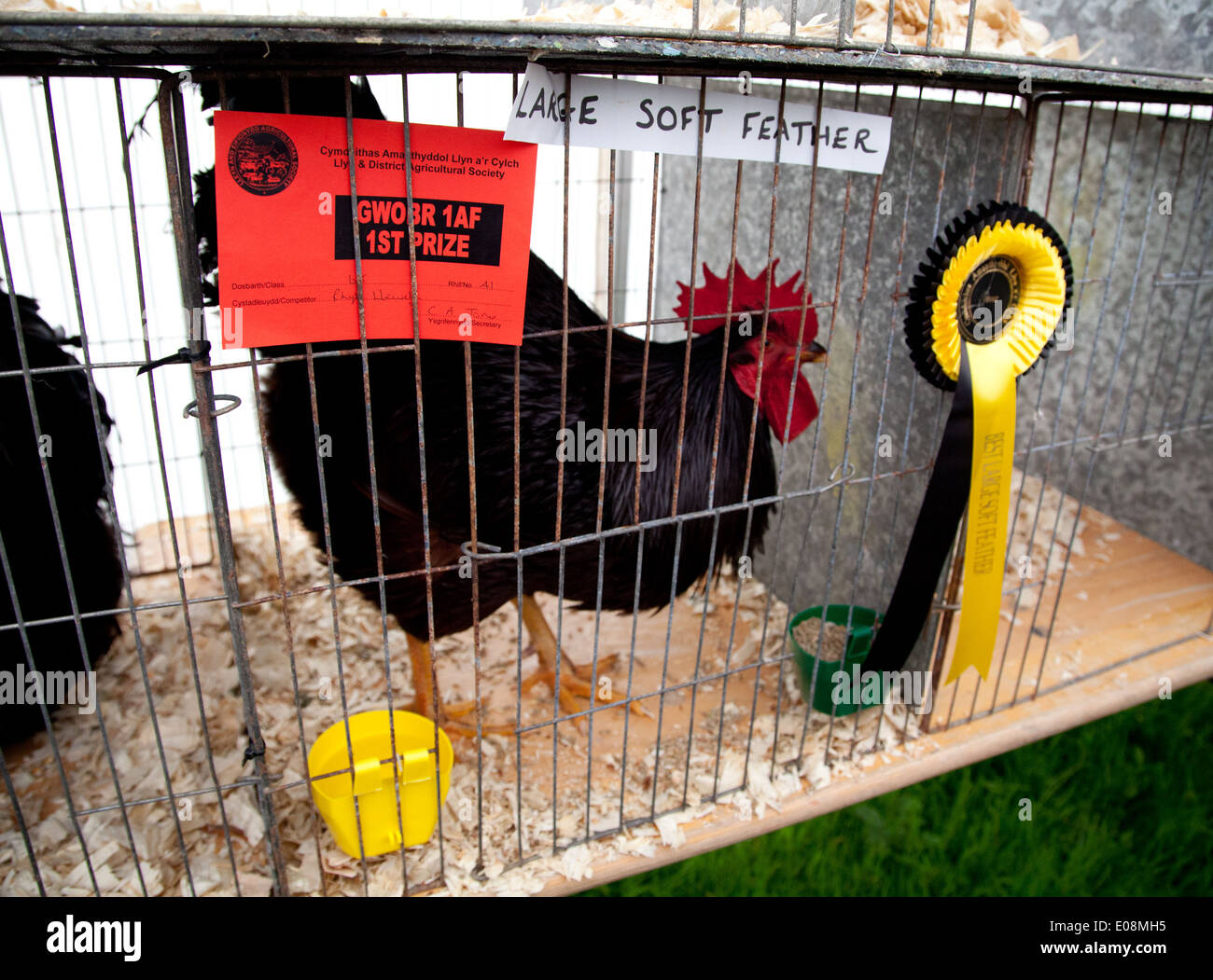 1st prize large soft feather cockerel at Sioe Nefyn County Show with rosette & certificate in his cage Stock Photo