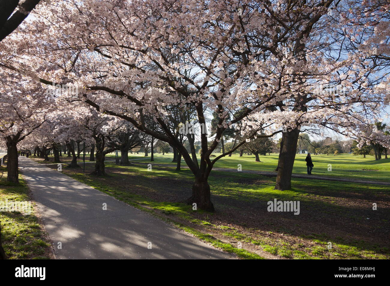 Flowering cherry trees in blossom along Harper Avenue, Hagley Park, Christchurch, Canterbury