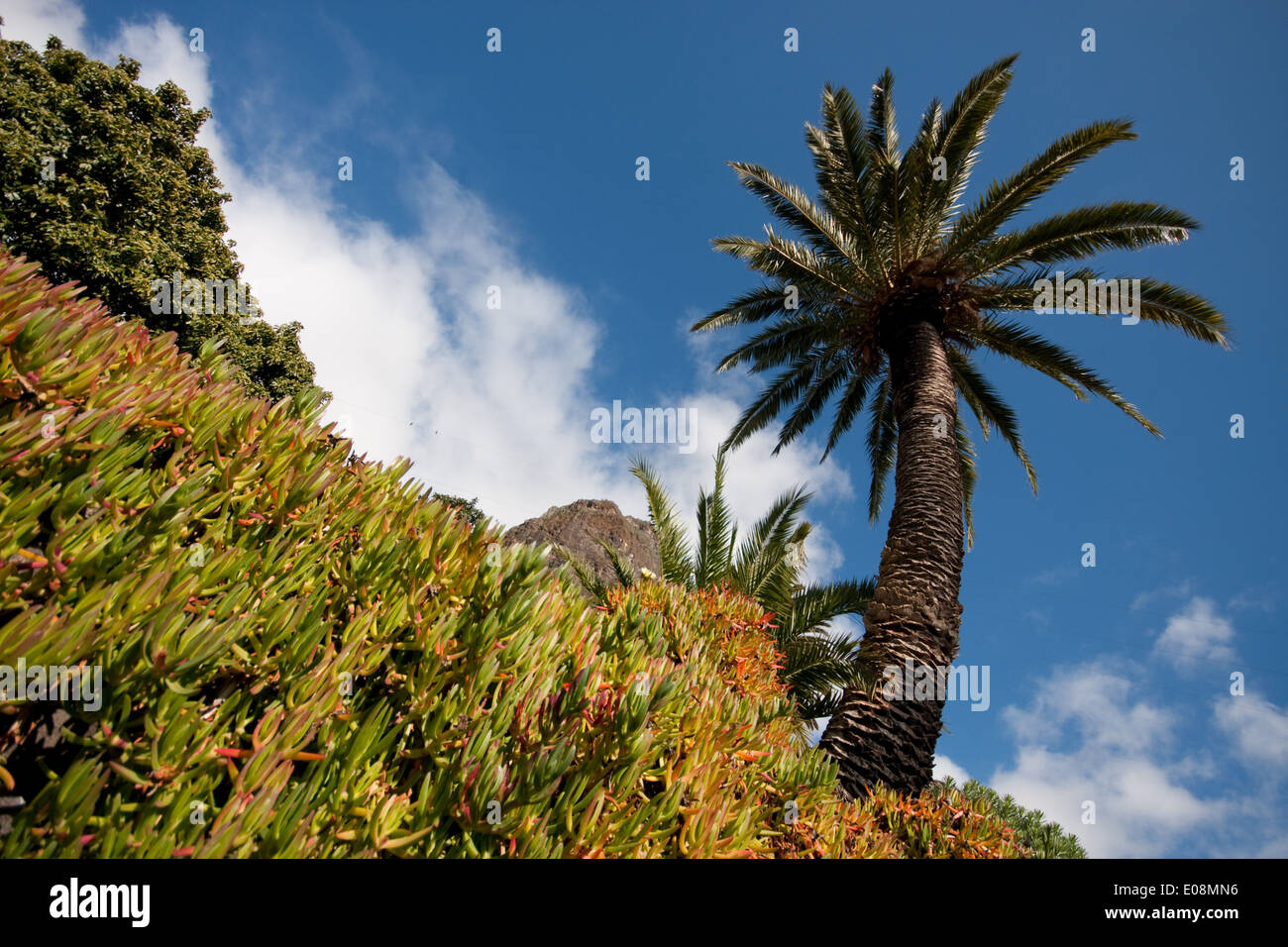 Palme, Masca, Teneriffa, Spanien Stock Photo