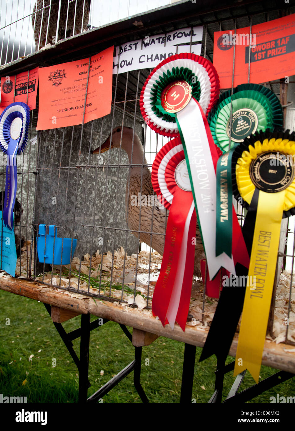 Show champion bird / waterfowl at Sioe Nefyn County Show with rosettes and certificates Stock Photo