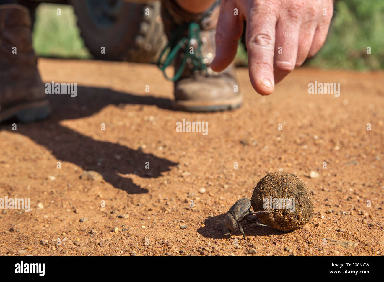 Safari guide pointing out dung beetle (Scarabaeidae) with dung ball, Madikwe game reserve, South Africa, February, 2014 Stock Photo