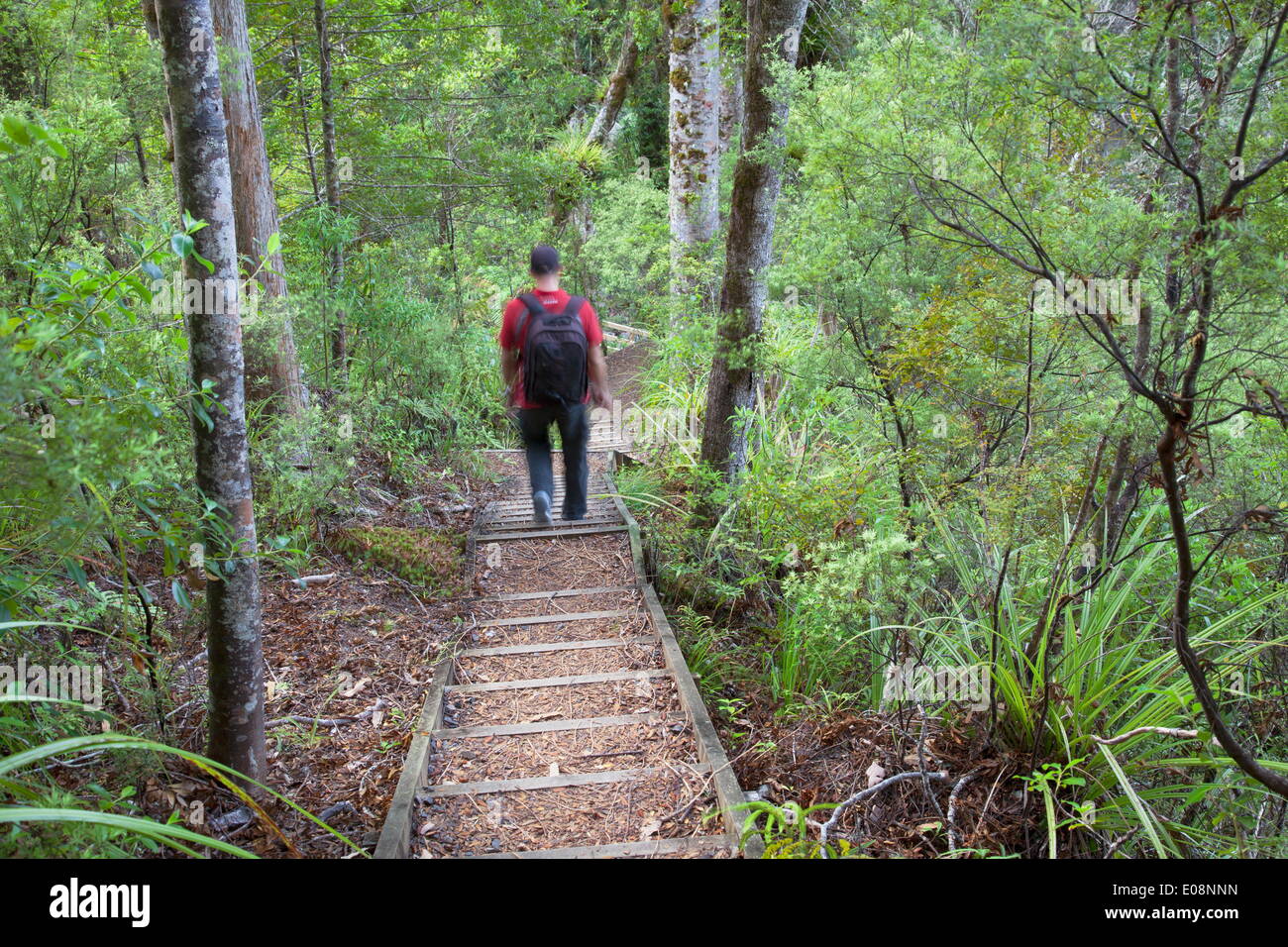 Man hiking on Waiomu Kauri Grove trail, Thames, Coromandel Peninsula, Waikato, North Island, New Zealand, Pacific Stock Photo