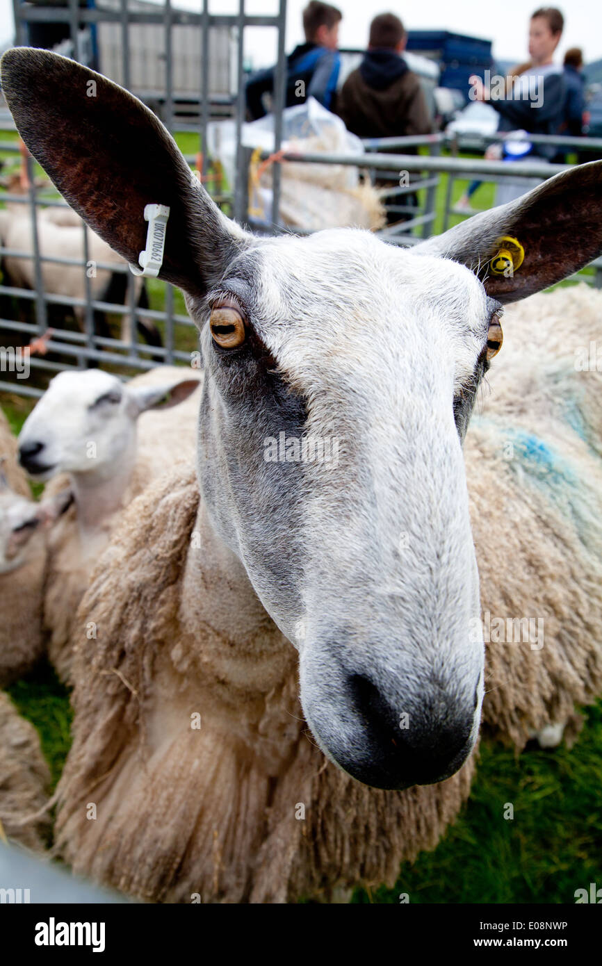 Close up of a Blue faced Leicester sheep's head in an enclosure at a county show Stock Photo