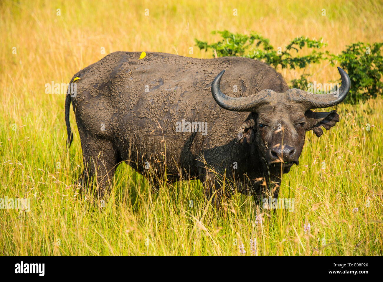 African buffalo (Cape buffalo) (Syncerus caffer), Queen Elizabeth National Park, Uganda, East Africa, Africa Stock Photo