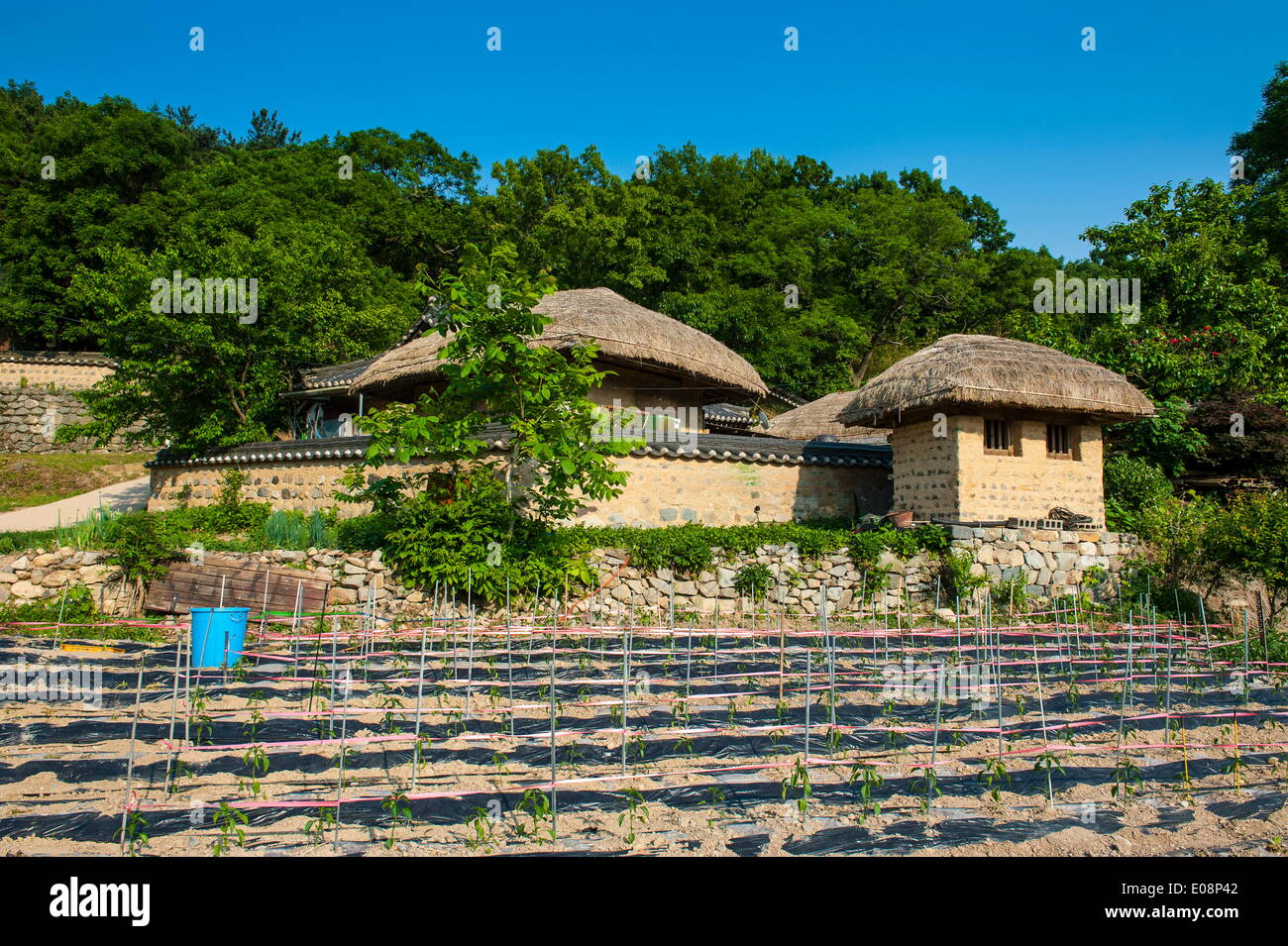 Field in front of traditional wooden houses in the Yangdong folk