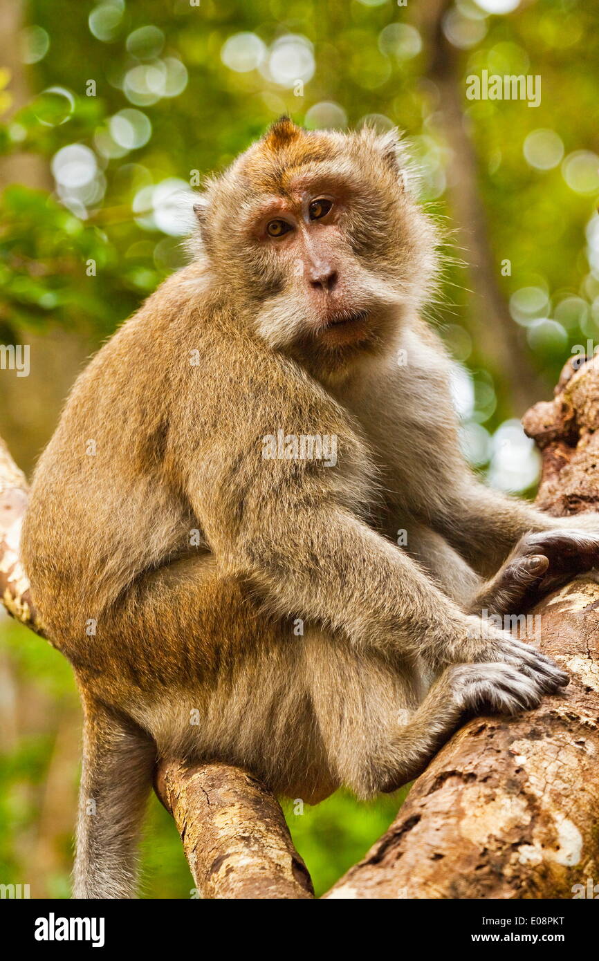 Crab-eating (long-tailed) macaque monkey, known for stealing from ...