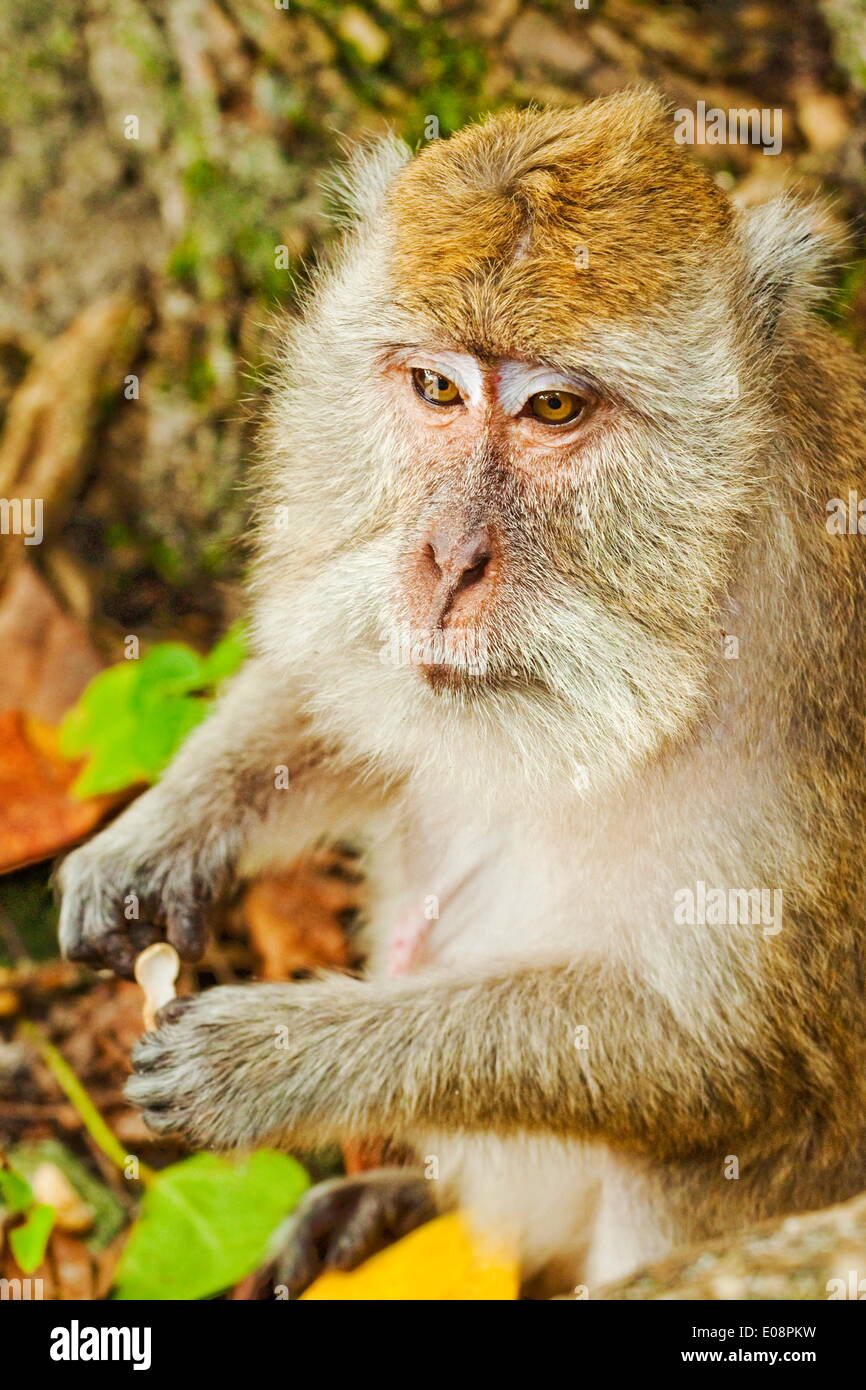 Crab-eating (long-tailed) macaque monkey, known for stealing from ...