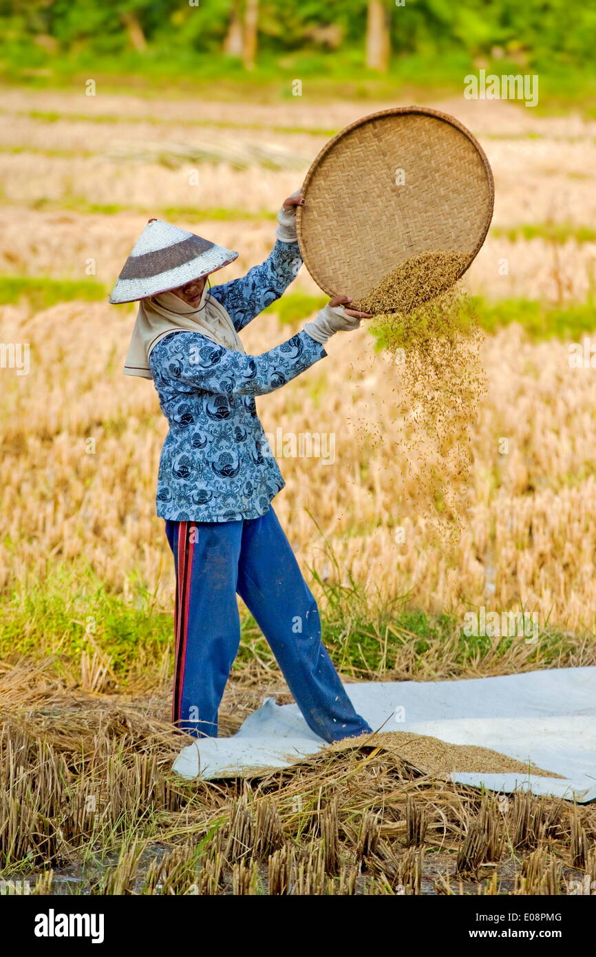 Female farm worker in conical hat winnowing rice in fields near Pangandaran, West Java, Java, Indonesia, Southeast Asia, Asia Stock Photo