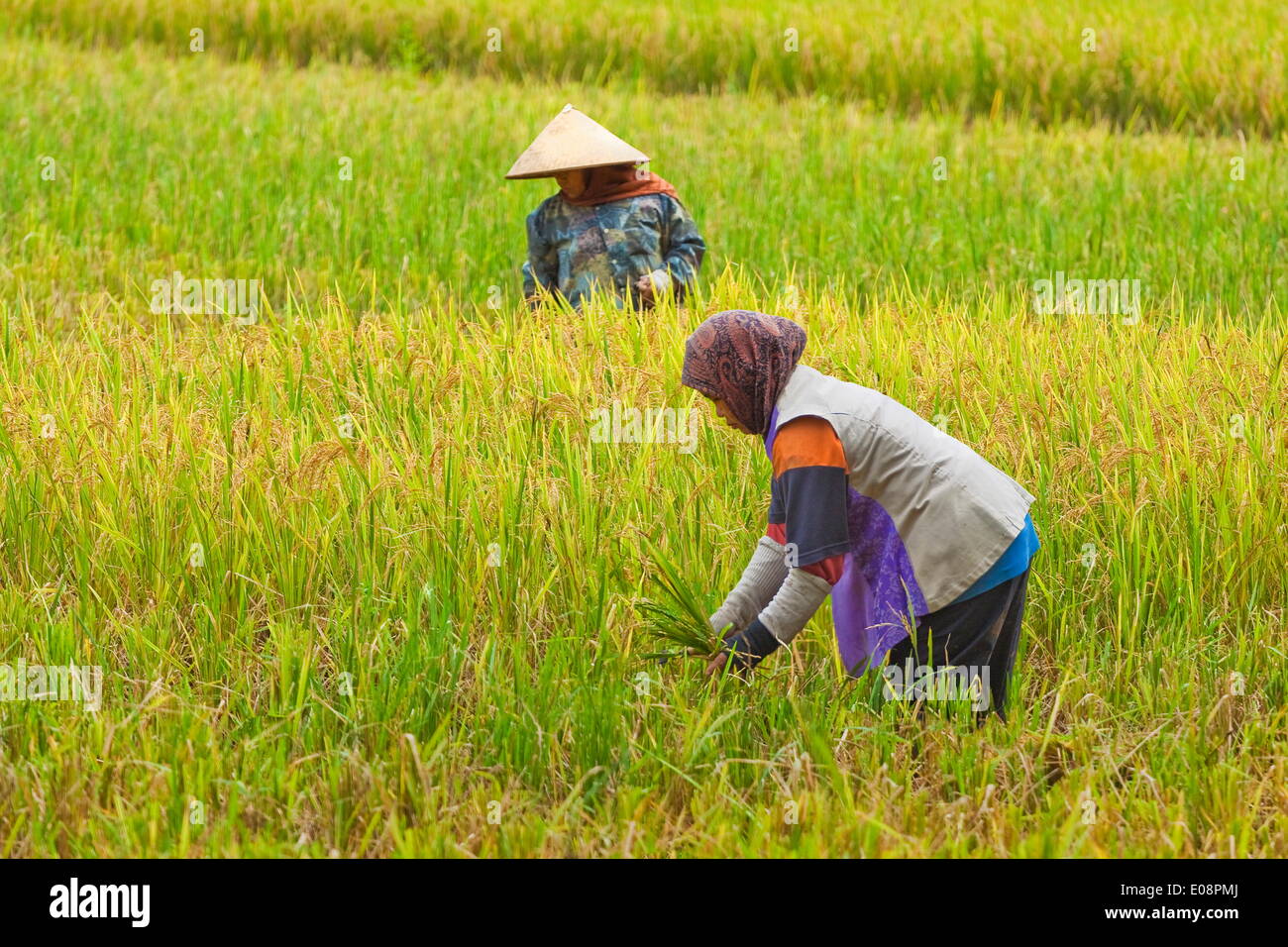 Women in conical hat and scarf working in rice field in this rural area west of Pangandaran, Cijulang, West Java, Java, Indonesia, Southeast Asia, Asia Stock Photo
