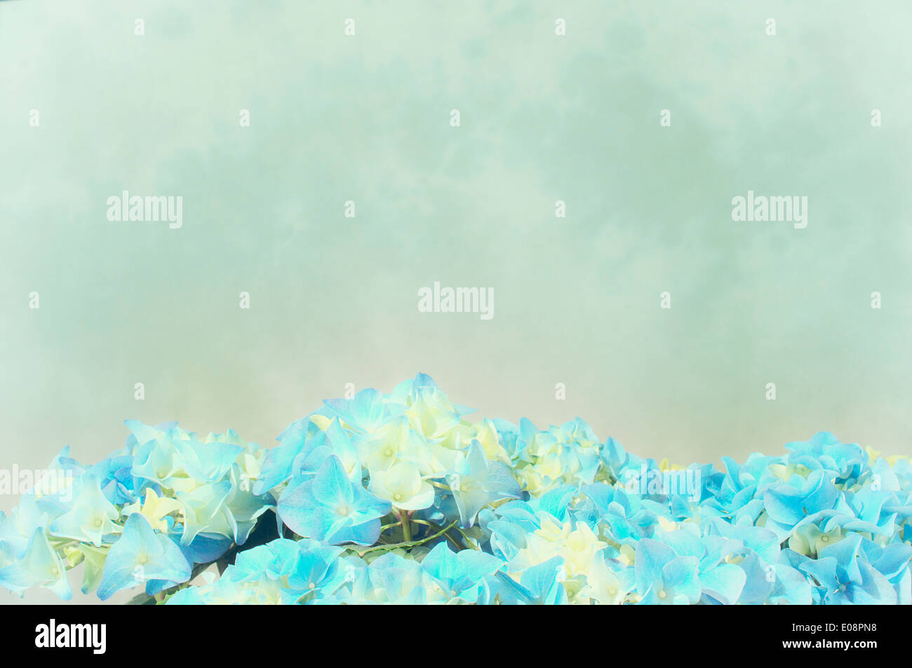 Hydrangea in light blue pastel colors Stock Photo - Alamy