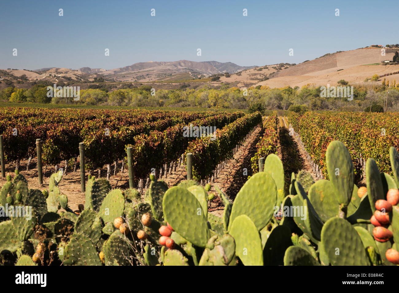 Vineyard, Santa Ynez, Santa Ynez Valley, Santa Barbara County, California, United States of America, North America Stock Photo