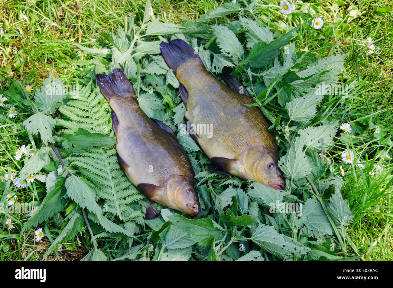 two large glossy tench lying on the tufts of nettle outdoor Stock Photo