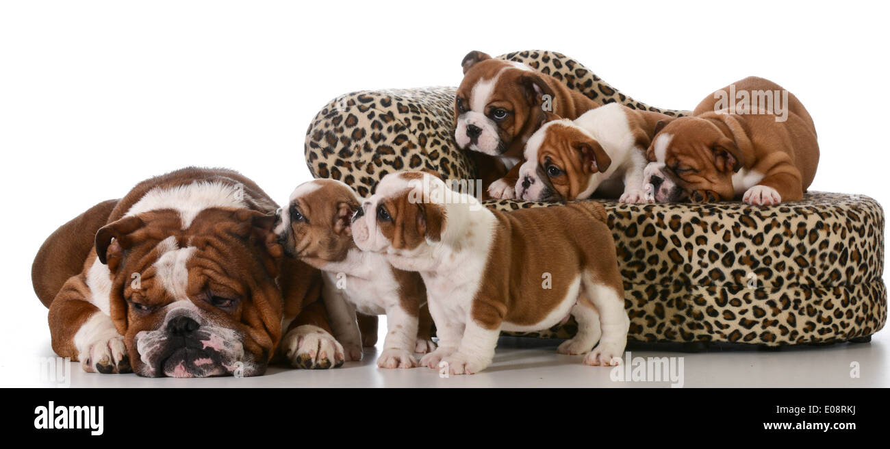 dog family english bulldog father and five puppies isolated on white