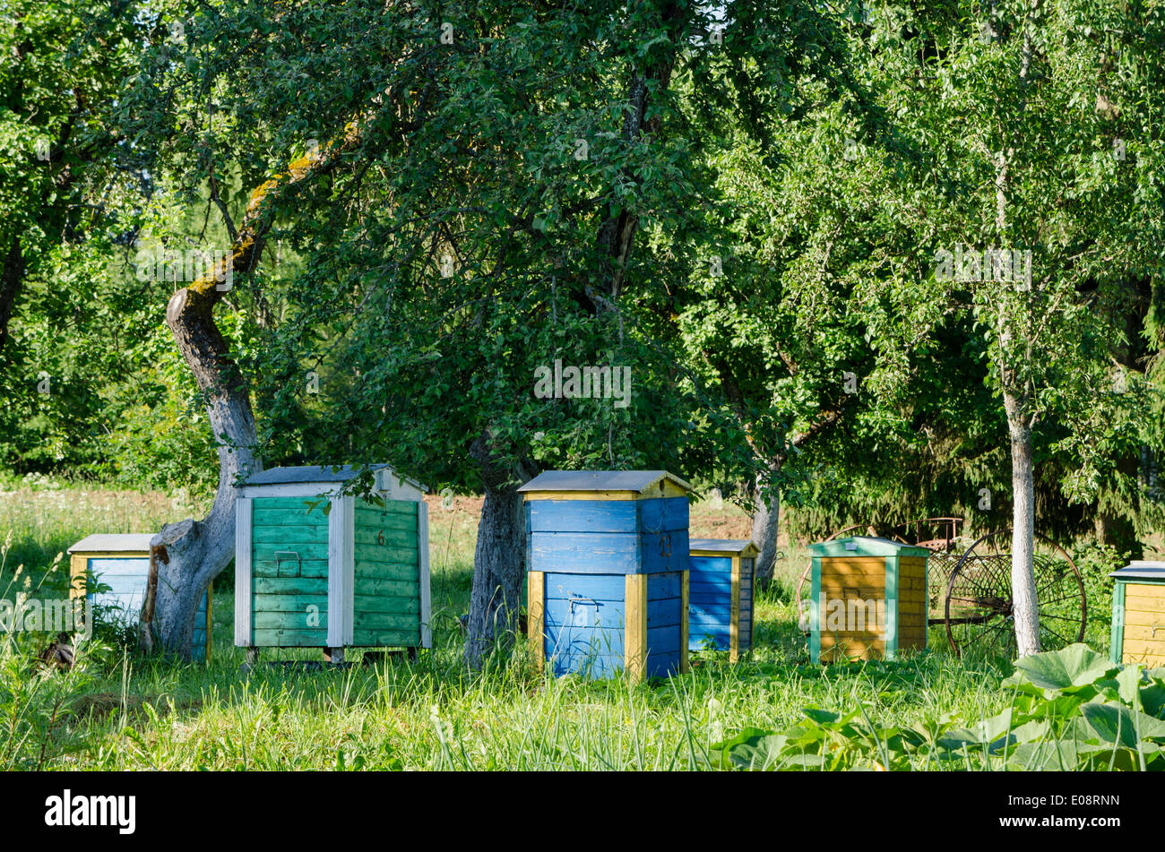 Colorful bee hives under fruit trees in rural garden. Natural beekeeping apiculture in village. Stock Photo